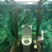 Nhà vệ sinh thủy cung độc đáo tại tiệm cà phê Hipopo Papa